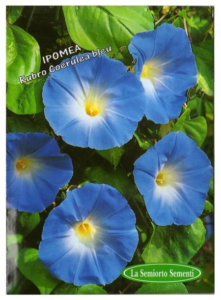 IPOMEA " Rubro Coerulea Bleu "