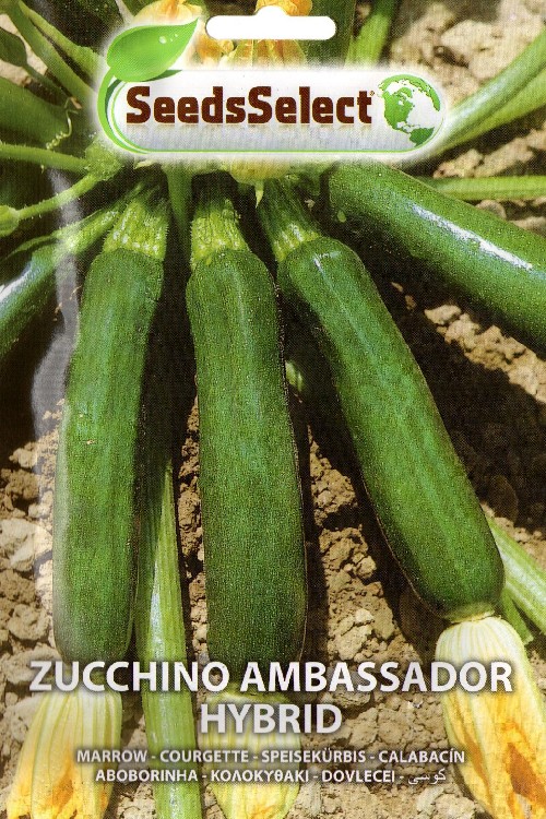 ZUCCHINO Ambassador Hybrid